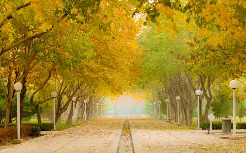 counseling-arlington-heights